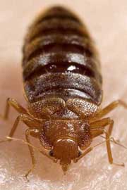 closeup of bedbug